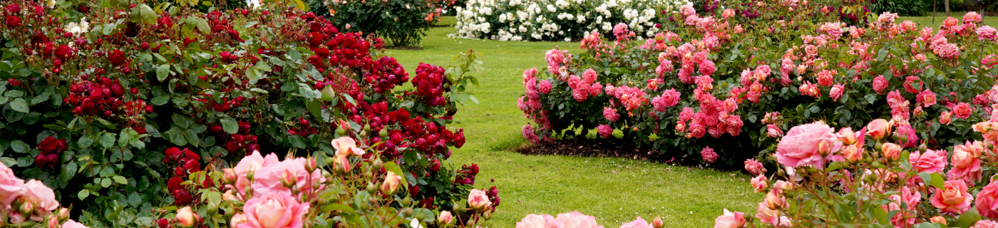 Rindenmulch für Rosen Pflege, Vorteile & Anwendungstipps